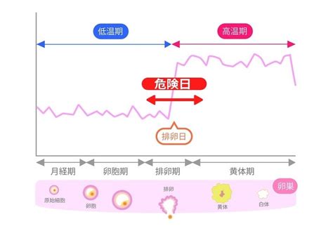 妊娠危険日計算|安全日と危険日の計算ツール 